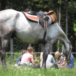 Cheval et vélo en Alsace, hop-là !