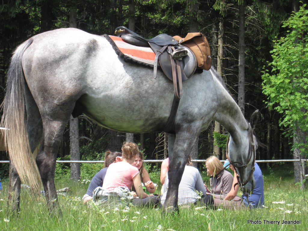 Cheval et vélo en Alsace, hop-là !