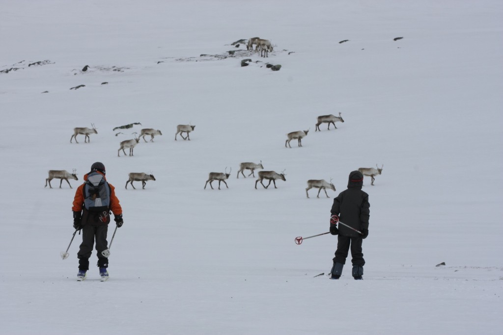 Ski au milieu des rennes en Laponie suédoise